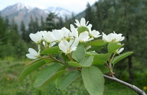 Saskatoon berry