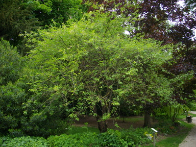 Prunus serrula