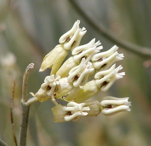 Rush Milkweed