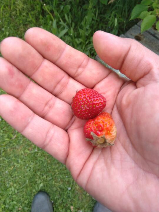 First strawberries of the season!