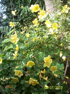 Hypericum bellum