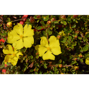 grey guinea flower