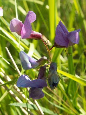 Lathyrus palustris