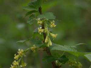 American Blackcurrant