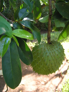 Sour Sop