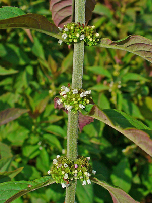 Lycopus virginicus