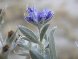 Silverleaf Scurf Pea