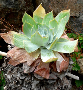 Chalk Lettuce