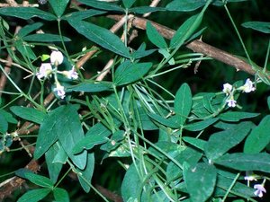 Glycine Pea