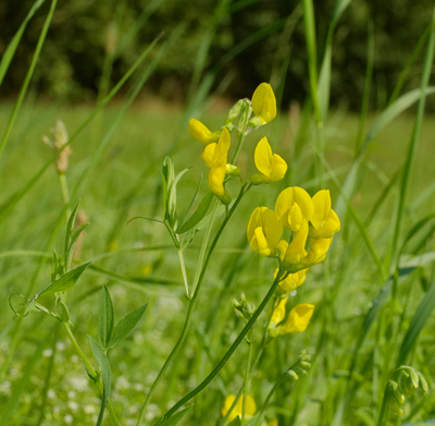 Lathyrus pratensis