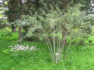 Rubus thibetanus