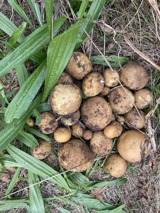 Harvested the Adretta and Blue Congo varieties since they were completely dead after summer and did not survive the drought. The other three are growing back after the heat and I let them in until they die.

Adretta harvest: 463g

Blue Congo harvest: 120g

Most of the tubers are too tiny to peal or eat.

167 days after planting.