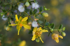 Creosote Bush - Chaparral