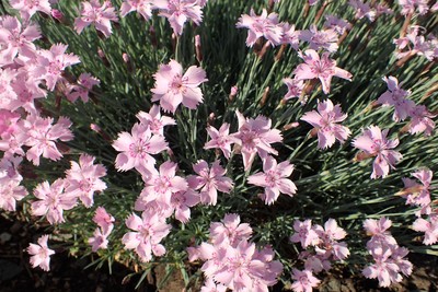 Dianthus plumarius