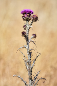 Cotton Thistle