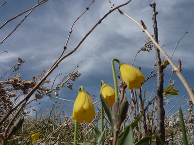 Fritillaria pudica