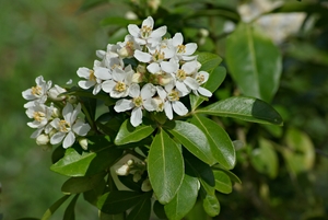 Mexican orange