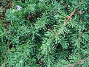 Shore Juniper