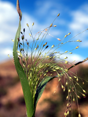 Panicum capillare