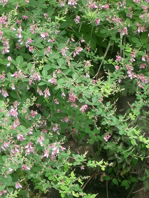 Lespedeza bicolor