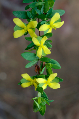 Hypericum hypericoides