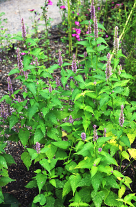 Mexican Giant Hyssop