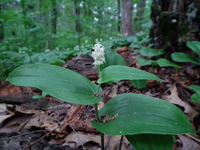 Maianthemum canadense