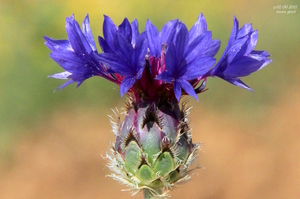 Iranian knapweed