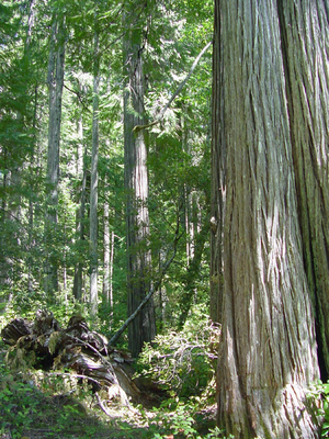 Chamaecyparis lawsoniana