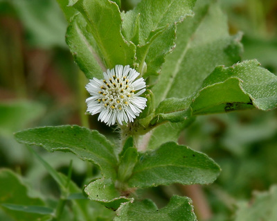 Eclipta prostrata