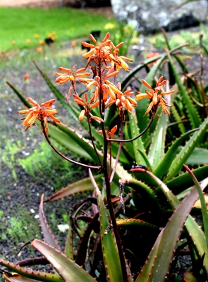Aloe perryi