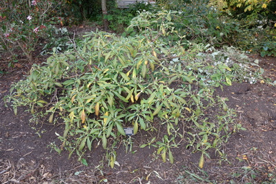 Edgeworthia gardneri