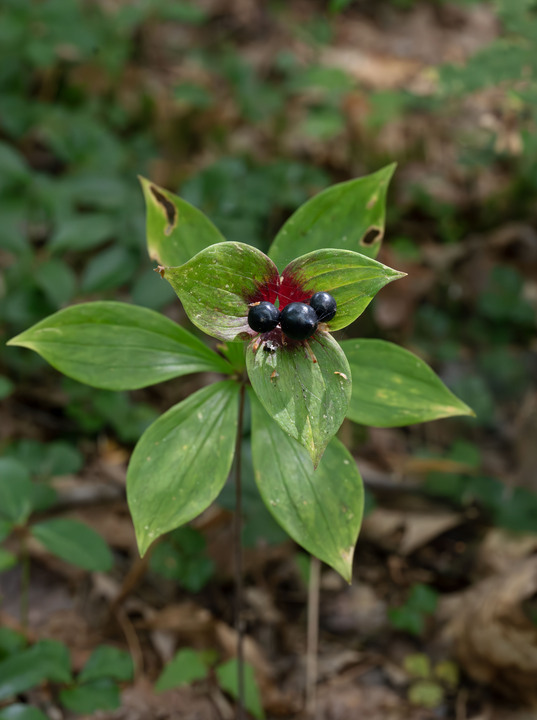 Pleasant observations from a good hike in the White Mountains, New Hampshire, USA:

+ Calligrapher fly (toxomerus)
+ Digging bees (anthophorini)
+ Jack in the pulpit (arisaema triphyllum)
+ Coral tooth fungus 
+ Rock tripe lichen
+ Yellow fairy cups
+ Wolf's milk (lycogala epidendrum)
+ Cucumber root (medeola virginiana)
+ Honey mushrooms
+ Oakmoss
+ Beard lichen
+ Shield lichen
+ Sphagnum moss
+ Waxcaps
+ Bunchberry
+ Marsh St. John's wart
+ White coral fungus
+ Scalycaps(pholiota) 
+ Three-way sedge