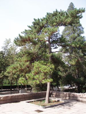 Pinus tabuliformis