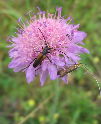 Knautia arvensis