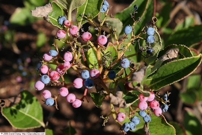 Viburnum nudum