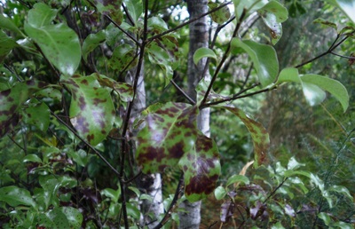 Pittosporum tenuifolium