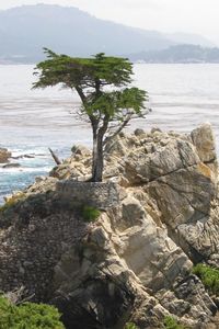 Monterey Cypress