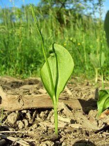 Adder's Tongue