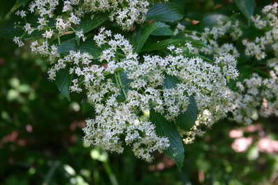 Viburnum sieboldii