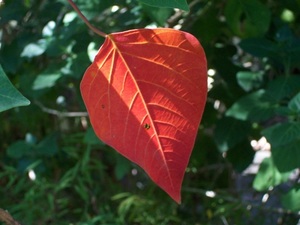 Bleeding Heart