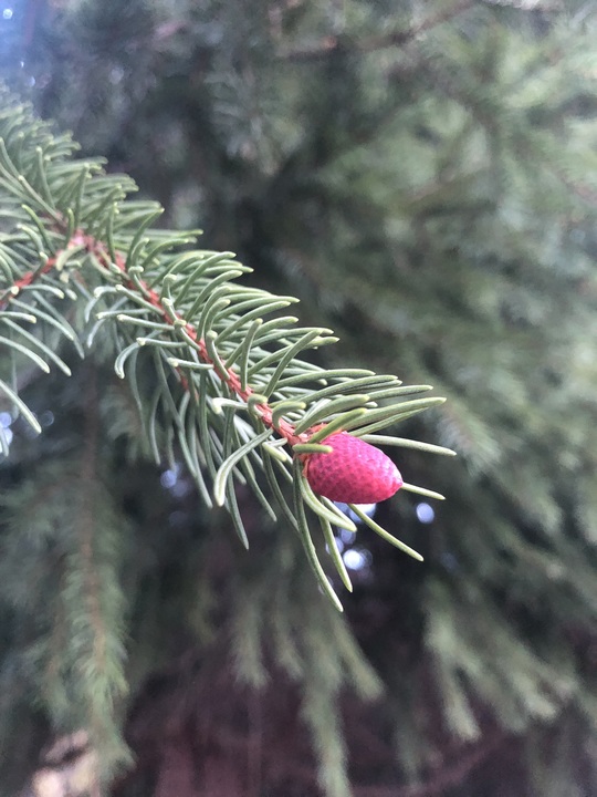 The Norway spruce in the front yard is budding beautifully coloured new growth!
