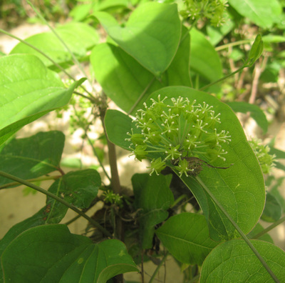 Smilax herbacea