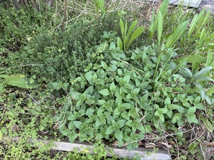 This oregano and thyme were basically dead last summer because it was so dry. Super happy to see it popping back that strong. Also I ate a few leaves from the oregano and it has much more taste than the year before.