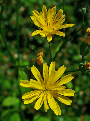 Lapsana communis