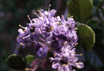 Ceanothus maritimus