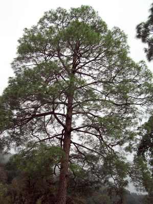 Pinus roxburghii
