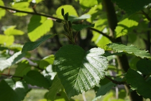 Alnus maximowiczii