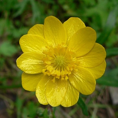 Ranunculus californicus