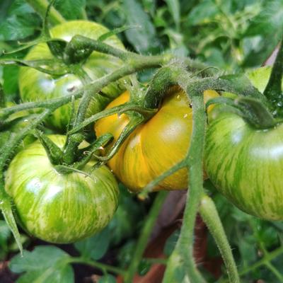 A truss with four tomatos, one slightly overipe (yellow), the rest yellow-ish green with dark-green stripes. green